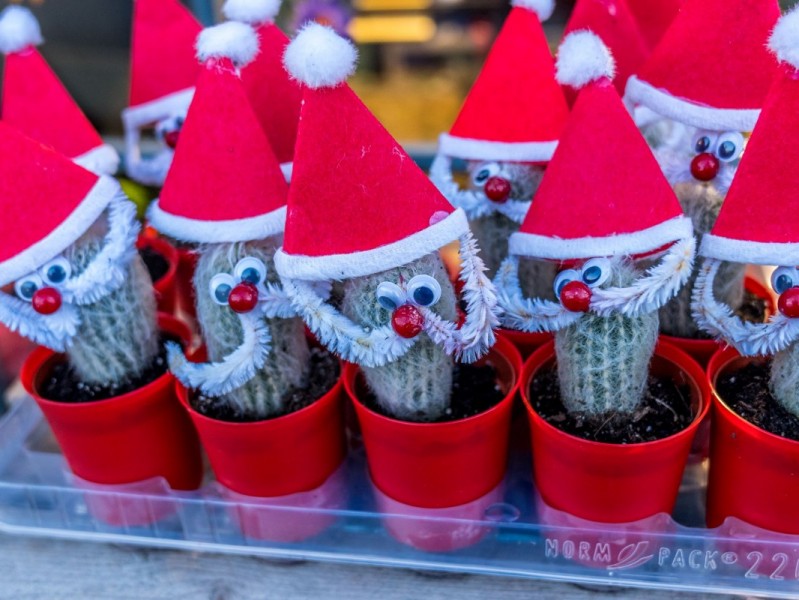 Get into the Christmas spirit at our festive market